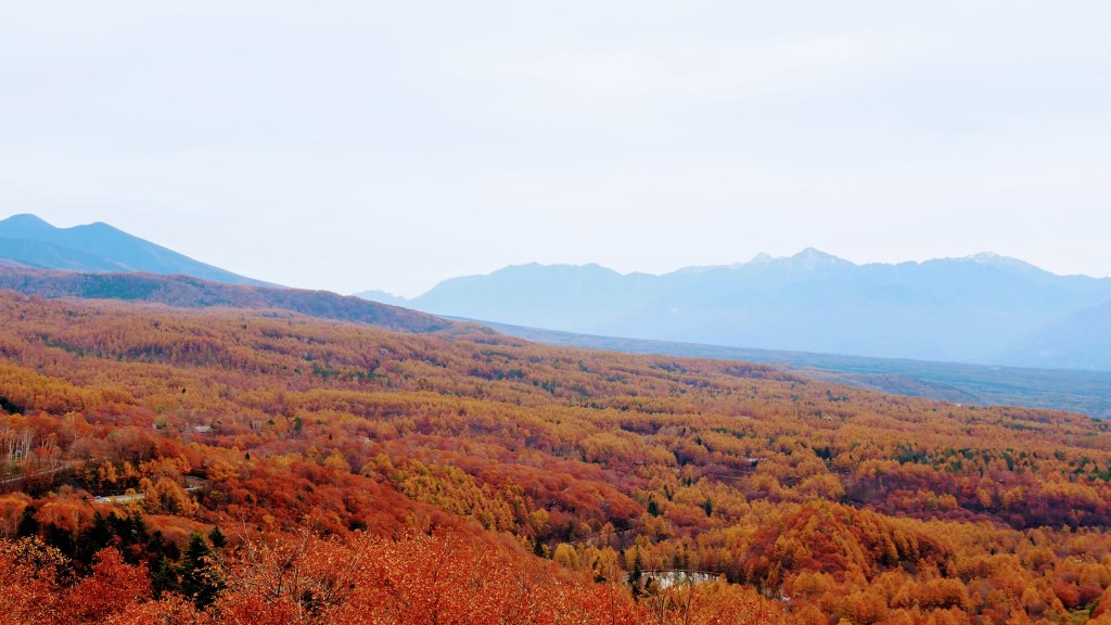 八ヶ岳稜線に広がる紅葉。右手奥の山並みは南アルプスの遠景です。